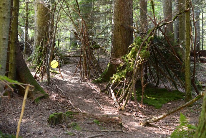 forêt mystérieuse