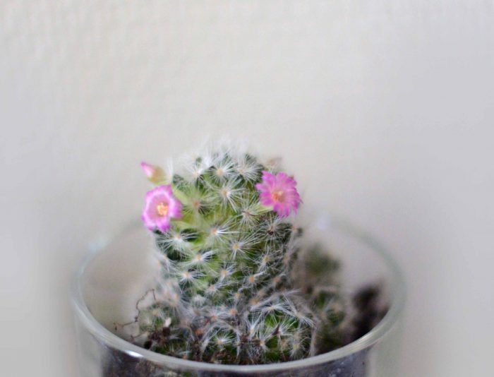 cactus2